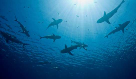 Cardumen de tiburones.