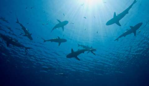 Reconocido surfista fue mordido en la cara por tiburón mientras estaba en la playa