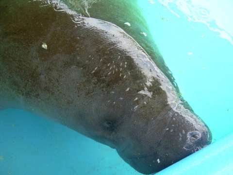Cientos de manatíes mueren de hambre en Florida: van 968 este año
