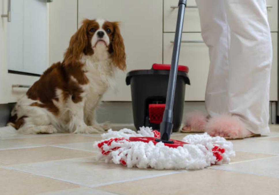 ¿Por qué no se debe limpiar con cloro la orina de perros y gatos en la casa?