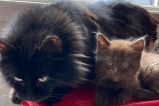 Rescatan 4 gatitos con un pelaje increíblemente raro, ¿habías visto ese color?