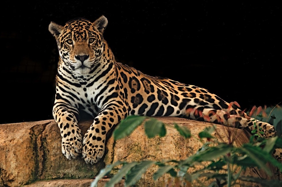 El jaguar, por ejemplo, es el máximo depredador terrestre de los bosques colombianos. Si desaparece, afectaría todo el ecosistema.