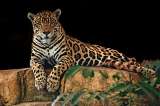En Navidad regala la adopción simbólica de una especie colombiana amenazada