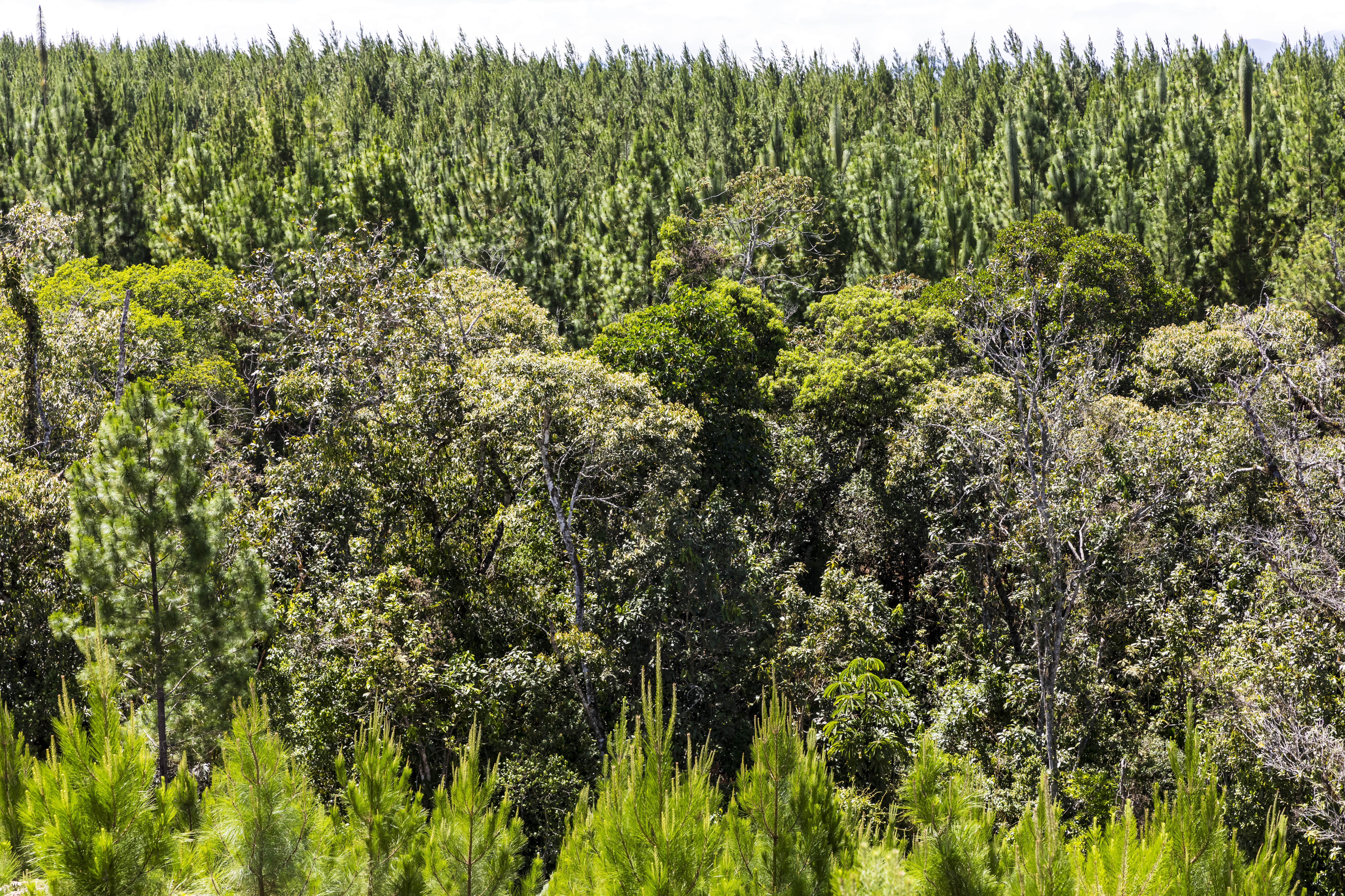COLOMBIA: UN PAÍS DE VOCACIÓN FORESTAL
