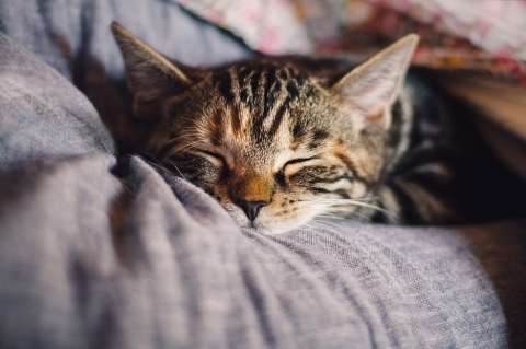 ¿Por qué mi gato duerme conmigo?