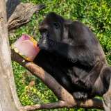 Un zoológico de España reparte helados a sus animales para combatir el calor