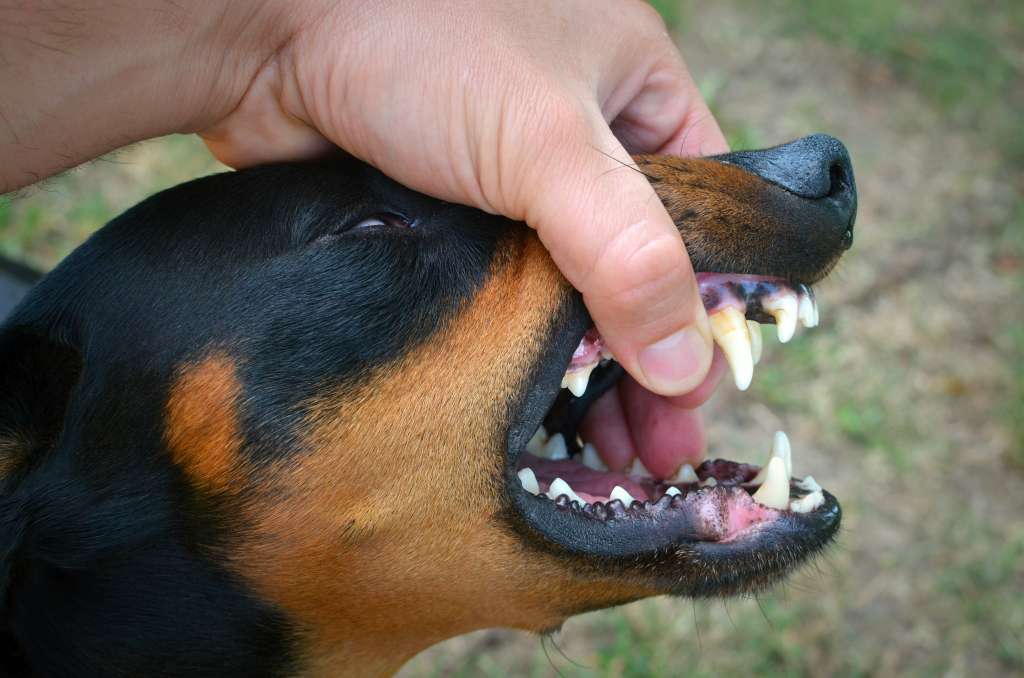 Esta problemática puede surgir por un padecimiento neurológico o por desordenes comportamentales. Lo importante es tenerle paciencia a su mascota y llevarlo a un veterinario para tomar acción.