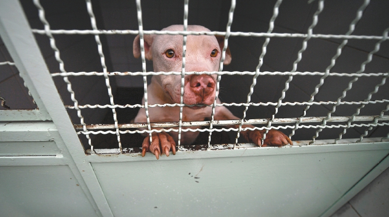 Perros rescatados por el Instituto de Protección Animal del Distrito