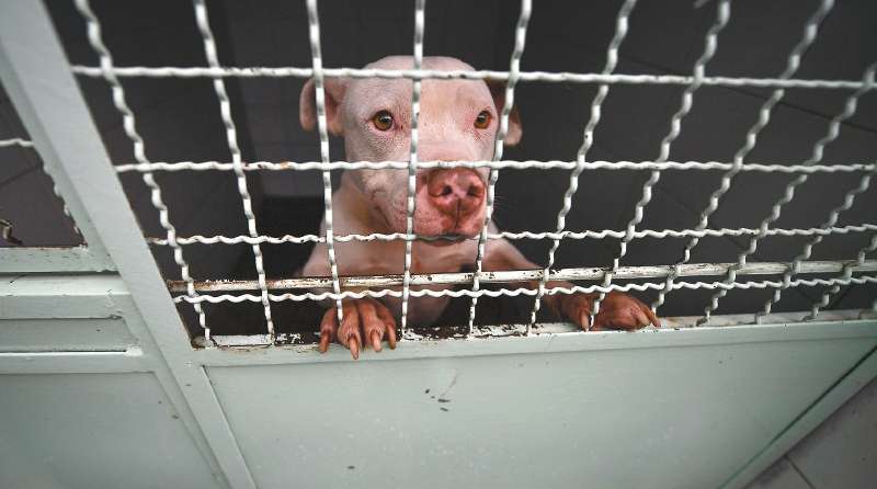 Perros rescatados por el Instituto de Protección Animal del Distrito