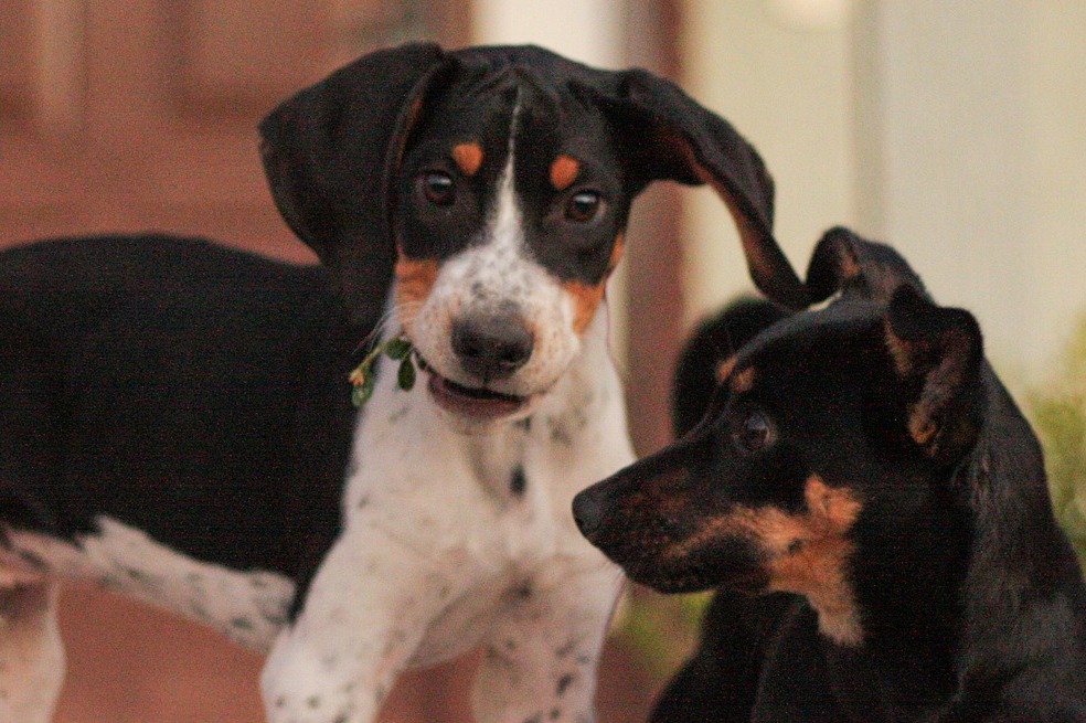 Aunque se creía que existen razas de perros más amigables que otras, la evidencia plantea que esto no es cierto.