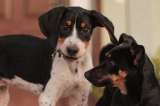 ¿Existen razas de perros más amigables que otras?