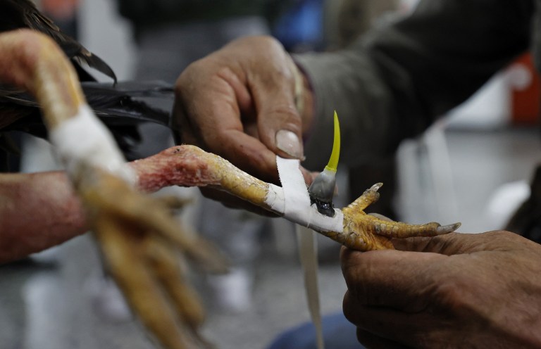 ACOMPAÑA CRÓNICA: COLOMBIA ANIMALES. BOG300. BOGOTÁ (COLOMBIA), 02/11/2022.- Un hombre prepara un gallo para una pelea, el 21 de octubre de 2022, en Bogotá (Colombia). En la pizarra de la entrada, con una caligrafía casi perfecta, los dueños de la gallera van anotando los rivales de la noche: los gallos no tienen nombre, no es relevante, pero sí lo es el peso y el tamaño para enfrentarlos en "condiciones justas" en un espectáculo que ha quedado atrapado en el tiempo en Colombia.EFE/ Mauricio Dueñas Castañeda