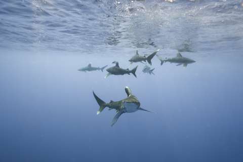 Estos son los grandes peces oceánicos que están en riesgo por el calentamiento de los mares