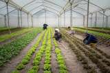 “Las huertas mejoran la seguridad alimentaria y promueven el bienestar integral”