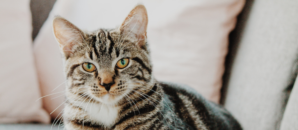 5 razas de gatos atigrados que te encantarán