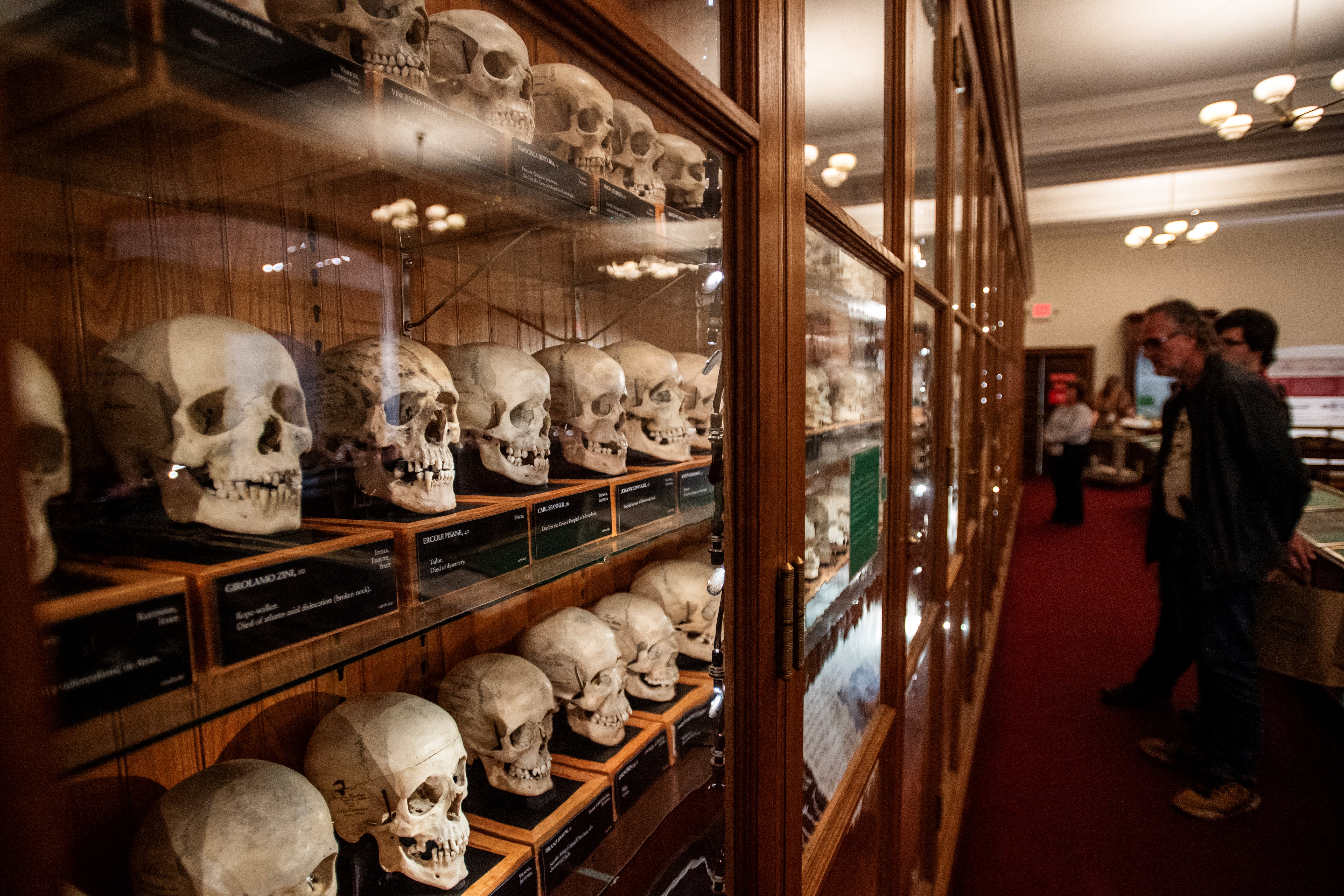Visitors examine a display of skulls from the Josef Hyrtl Collection at the Mütter Museum, in Philadelphia, Pennsylvania on August 20, 2025. The collection of 139 human skulls was created by Hyrtl to disprove the claims of Phrenologists that believed cranial features indicated intelligence and personality. The collection was acquired from Hyrtl in 1874 and is one of the main displays at the museum.