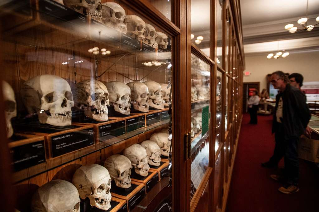 Visitors examine a display of skulls from the Josef Hyrtl Collection at the Mütter Museum, in Philadelphia, Pennsylvania on August 20, 2025. The collection of 139 human skulls was created by Hyrtl to disprove the claims of Phrenologists that believed cranial features indicated intelligence and personality. The collection was acquired from Hyrtl in 1874 and is one of the main displays at the museum.