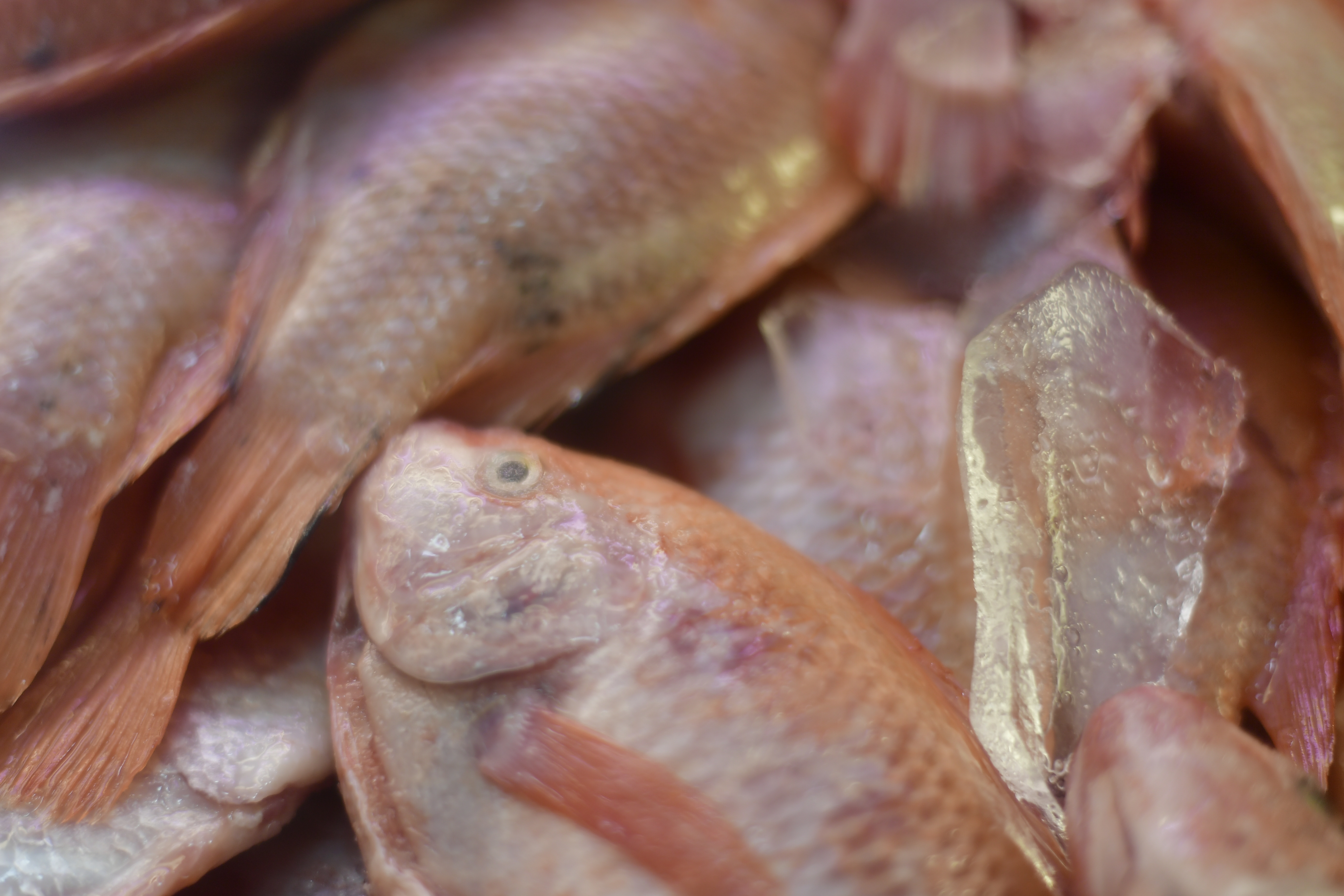 Operativos de control para verificar las condiciones de salubridad en más de 200 locales de venta de pescado.