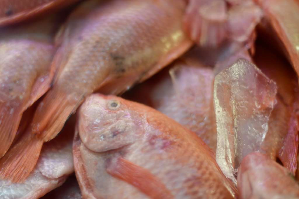 Operativos de control para verificar las condiciones de salubridad en más de 200 locales de venta de pescado.