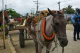 Antioquia: liberan 135 caballos que eran usados y explotados para halar carretillas
