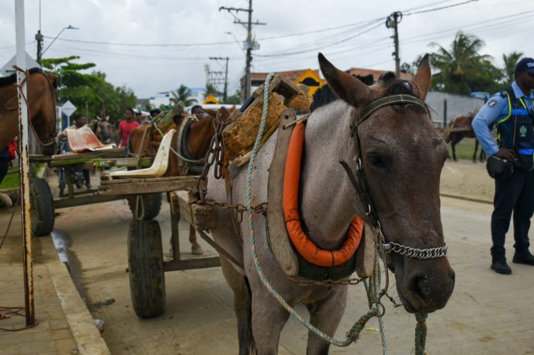 Antioquia: liberan 135 caballos que eran usados y explotados para halar carretillas