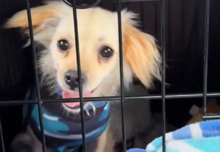 Desgarradora reacción de unos dueños al ser contactados por su perro perdido: esto dijeron