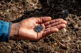 Más de la mitad de las especies de nuestro planeta viven debajo de la tierra