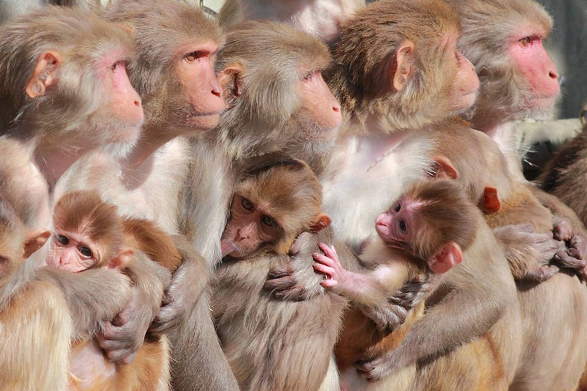 Hembras de macacos Rhesus con crías en el Centro Nacional de Investigación de Primates de California.