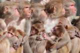 Crecen los abortos en especie de primates por, posiblemente, mala calidad del aire