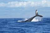 Así es como el popó de las ballenas podría ayudar a protegerlas