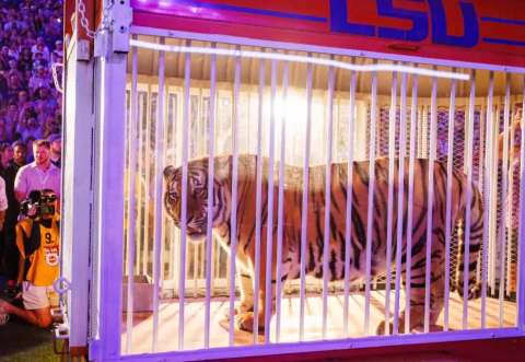 Gobernador busca revivir tradición de tener un tigre vivo en partidos de fútbol