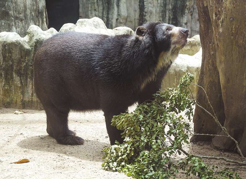 Así luce el oso Chucho en las instalaciones del zoológico de la capital del Atlántico. / Fotos: Zoológico de Barranquilla