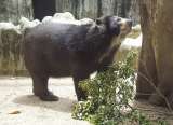 Con tutela buscan tumbar fallo que ordenó traslado del Oso ‘Chucho’ a reserva natural