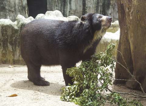 Con tutela buscan tumbar fallo que ordenó traslado del Oso ‘Chucho’ a reserva natural