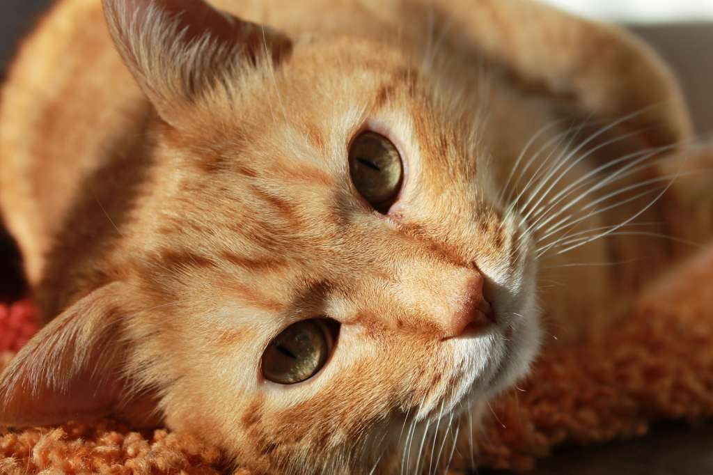 Datos curiosos sobre los gatos naranjas.