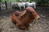 ONU: alimentos de origen animal no pueden faltar dentro una dieta sana