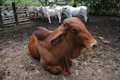 ONU: alimentos de origen animal no pueden faltar dentro una dieta sana