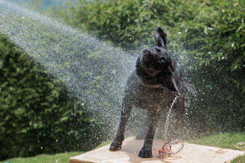 Bañar perros