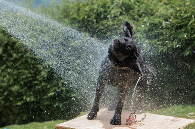 ¿Cómo quitar el olor a orines de perro o gato de la casa?
