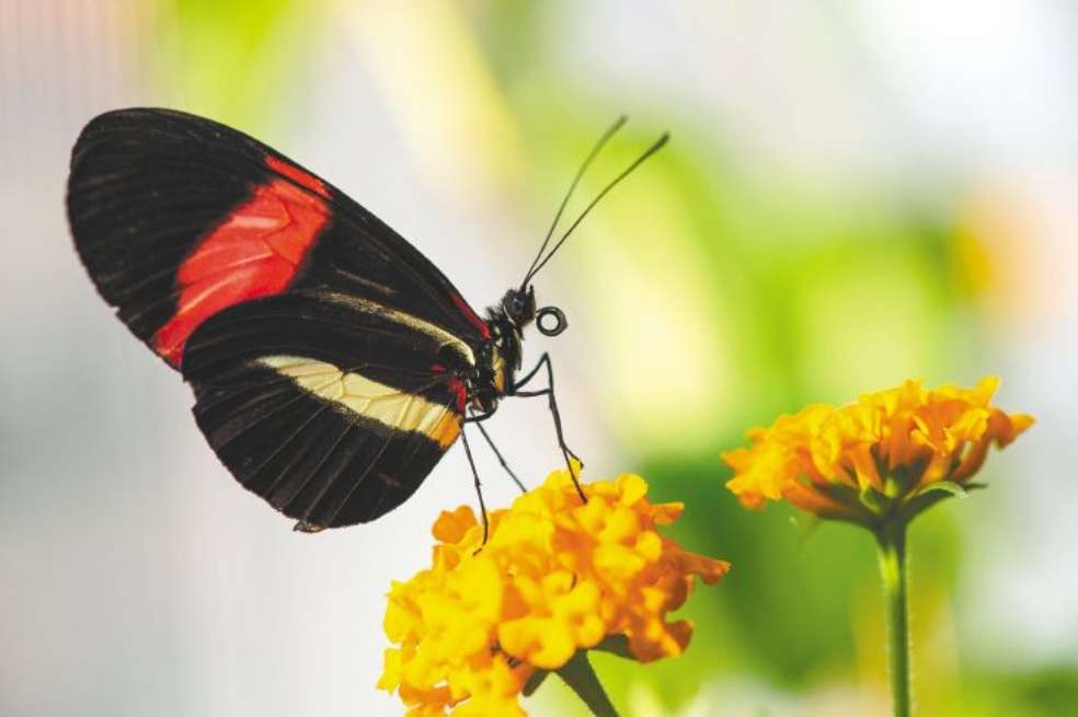 Heliconius melpomene posa exhibiendo el color rojo de sus alas.