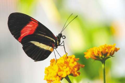 El gen que define el comportamiento sexual de algunas mariposas
