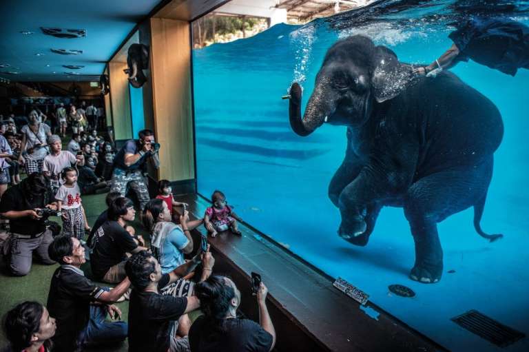 Categoría fotoperiodismo: A pesar de que la actuación de este elefante se promociona como educativa y como un ejercicio para ellos, Adam Oswell, de Australia, le molestó la escena. Las organizaciones que se preocupan por el bienestar de los elefantes en cautividad consideran que este tipo de espectáculos son explotadores.