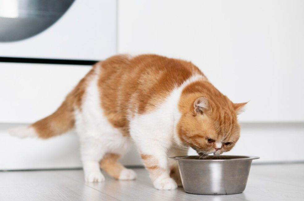 ¿Por qué se debe poner el plato de comida de los gatos lejos del plato de agua?