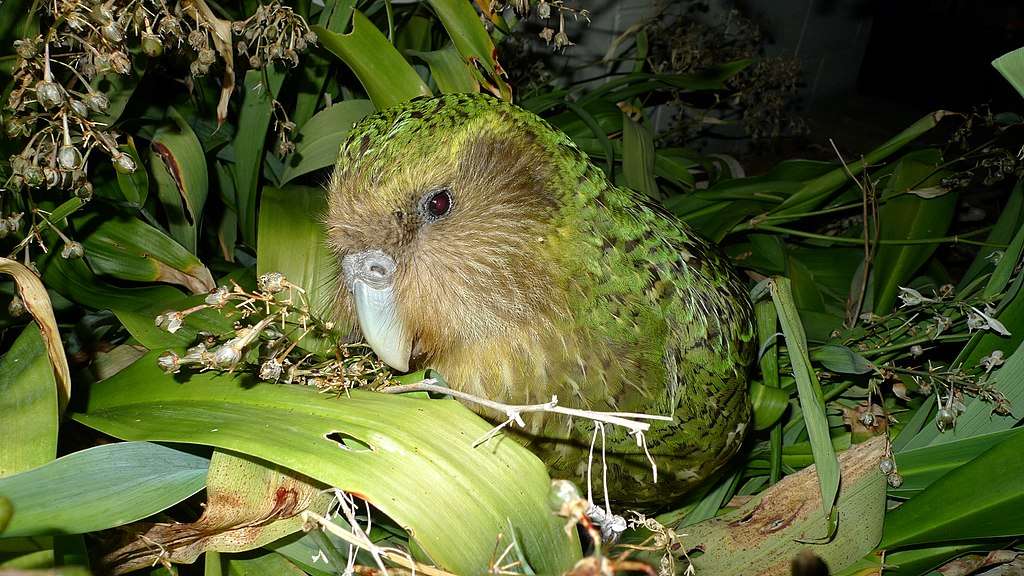 El kakapo (el único periquito del mundo que no vuela).