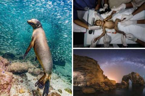 Nature Photography Contest: estas son las mejores imágenes de la naturaleza