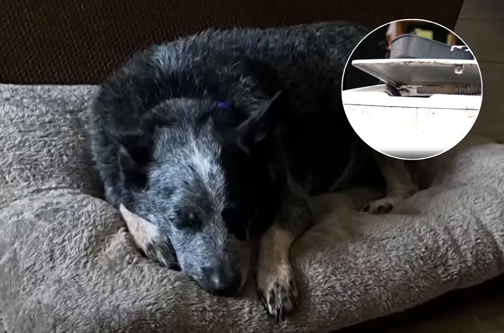Perro sobrevive a una inundación dentro de una lavadora