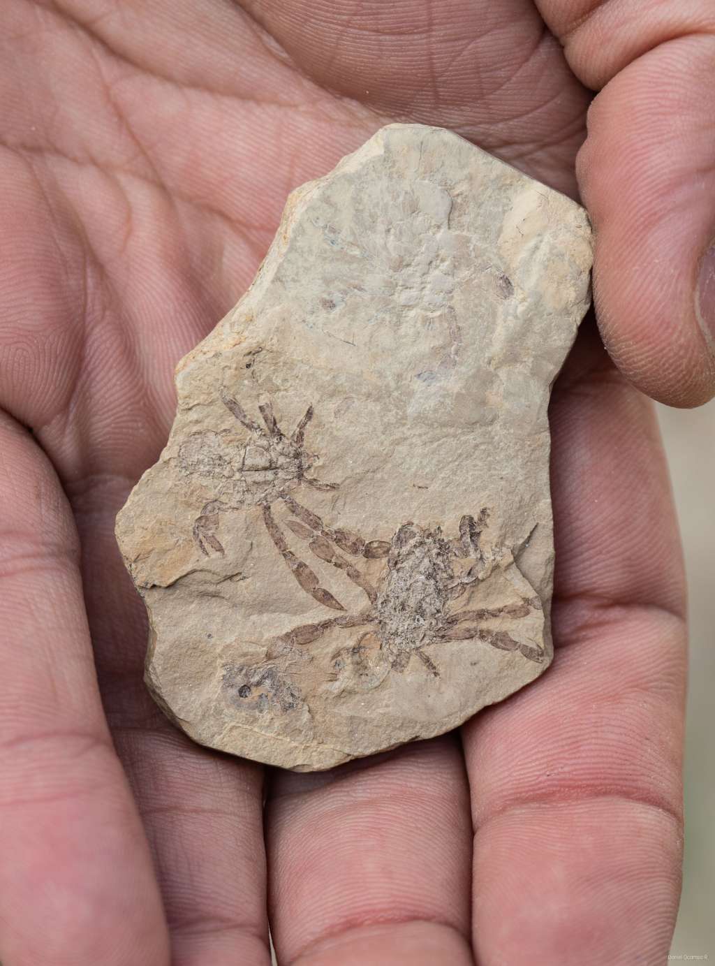 Callichimaera perplexa: El extraño crustáceo fósil de la era de los dinosaurios considerado el cangrejo más extraño del mundo.