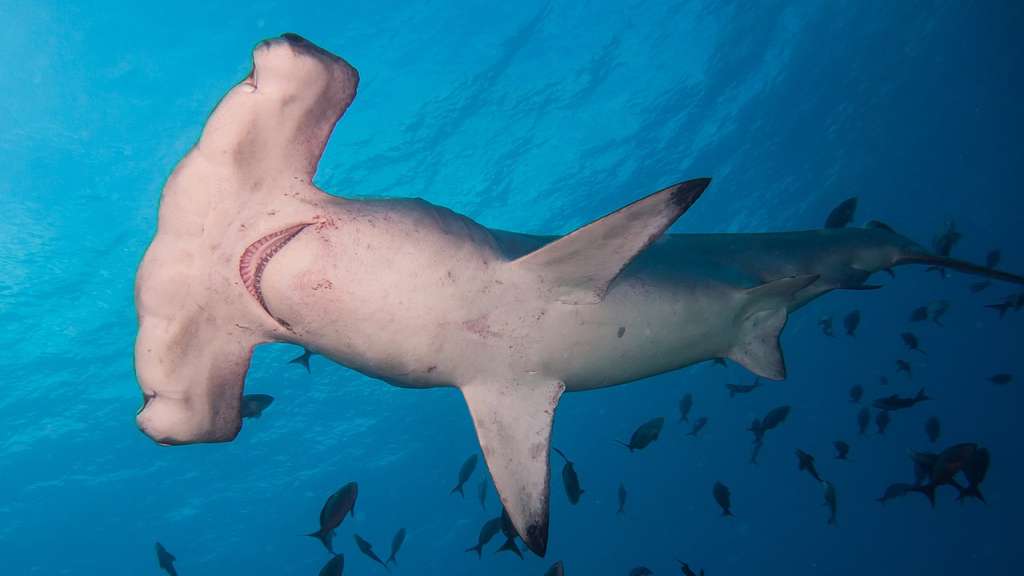 Tiburón martillo común (Sphyrna lewini).