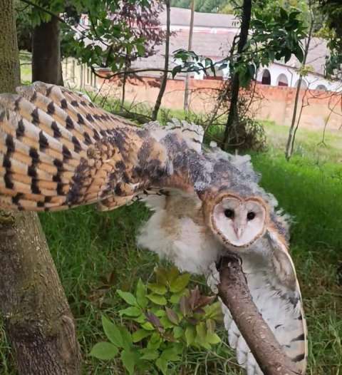 CAR liberó 43 animales silvestres en Soacha y Sibaté e inició 21 procesos sancionatorios