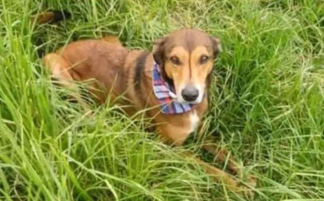 Buscan a Arcángel, perro de pasado difícil que se perdió en el Día de Velitas por la pólvora